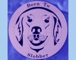 Golden Retriever head magnet